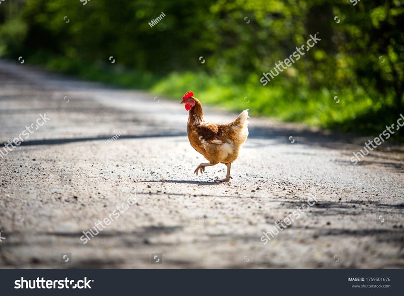 Spain - chicken road oficial