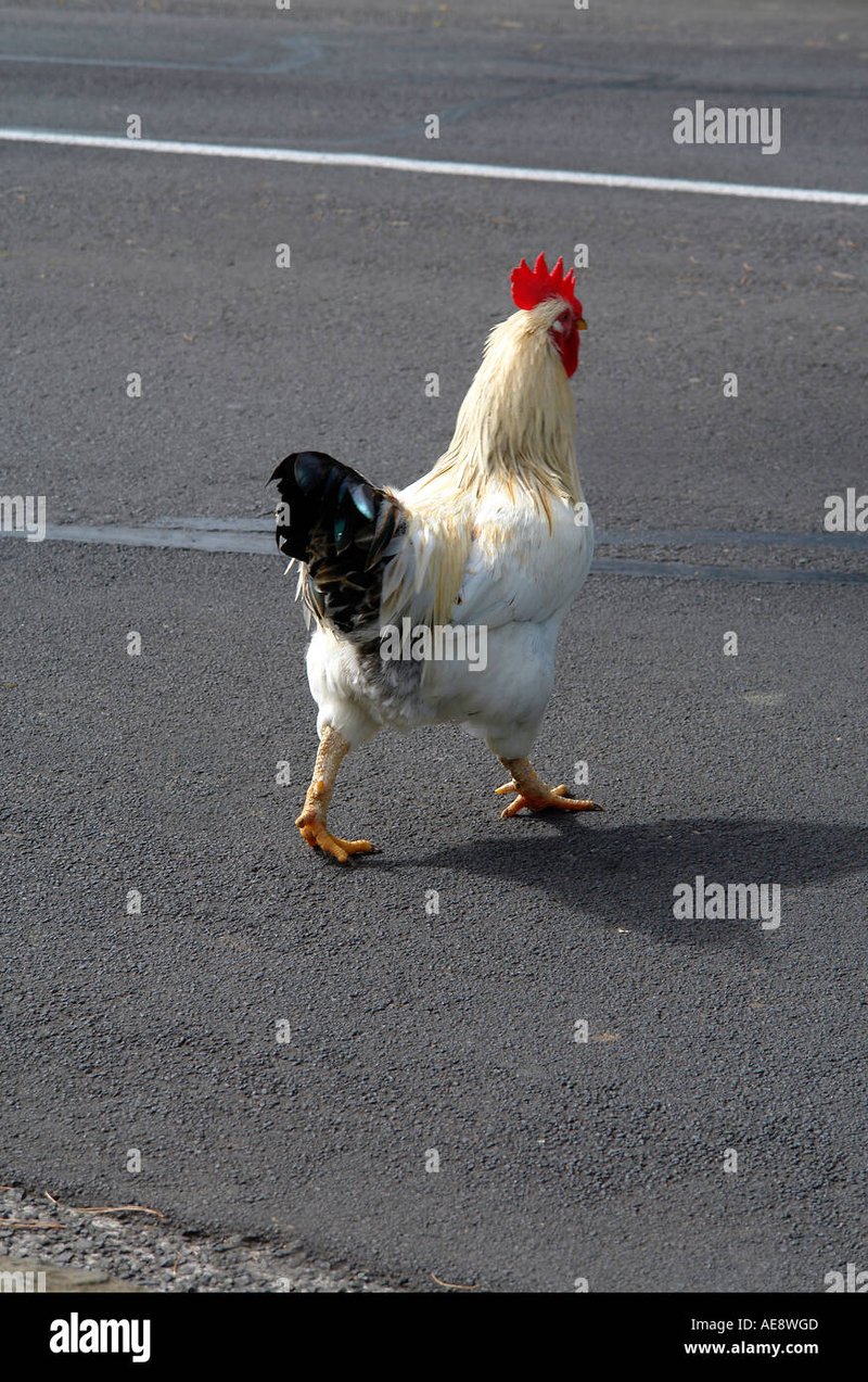 Best chicken road online in Spain