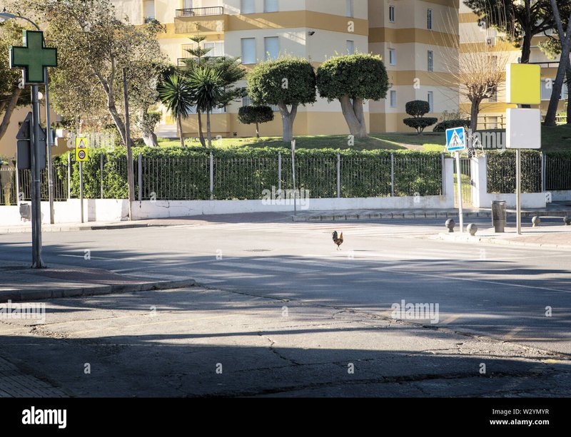 Image: Descubre el Misterio de la Carretera de Pollo en los Casinos Españoles