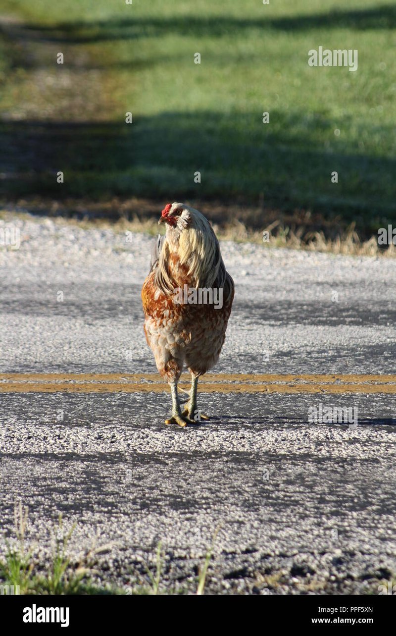 Explore chicken road online